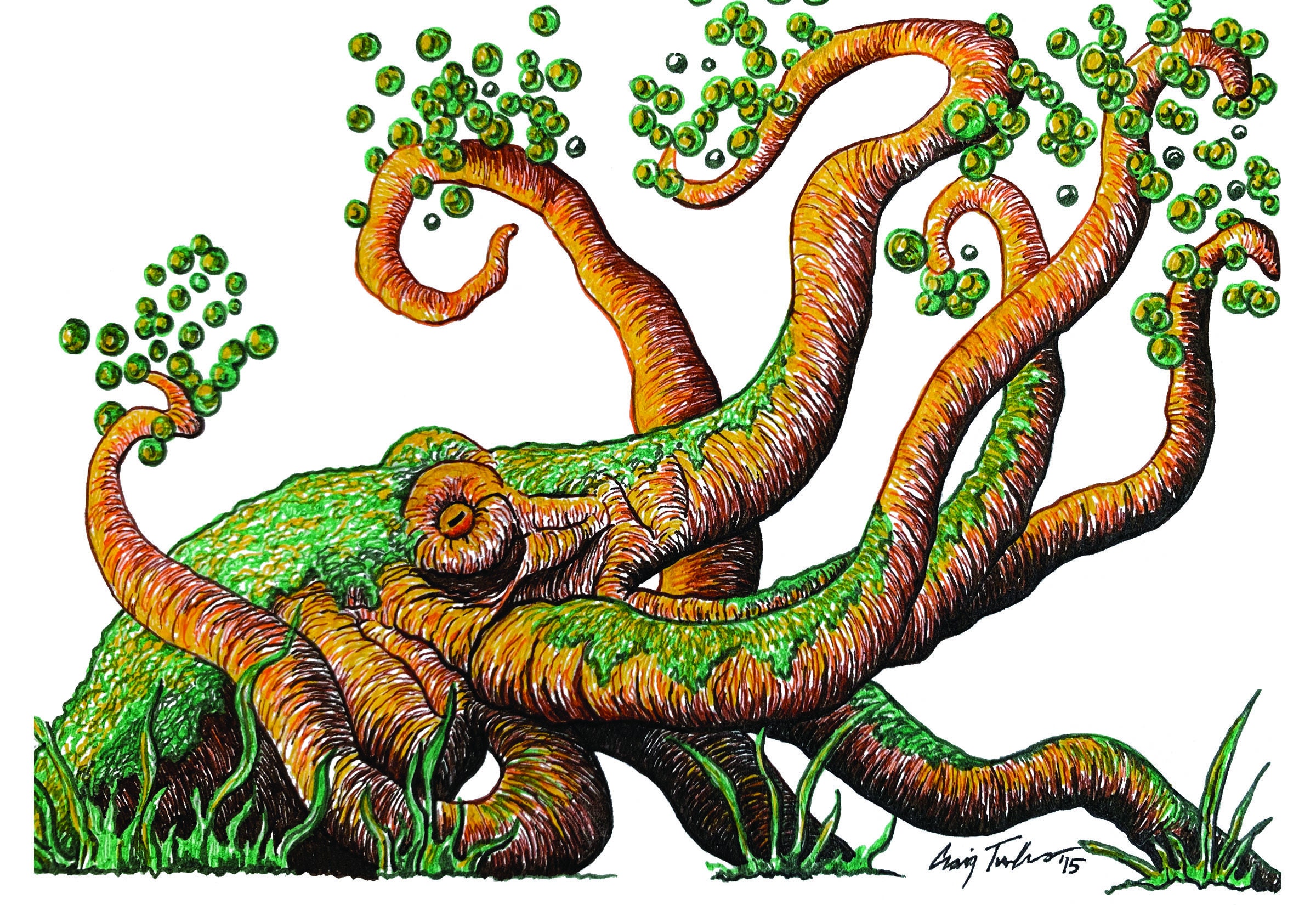 Detail Octopus Download Nomer 48