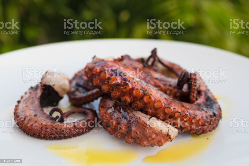 Detail Octopus Download Nomer 49