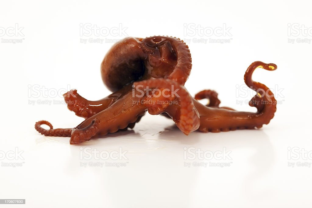 Detail Octopus Download Nomer 53