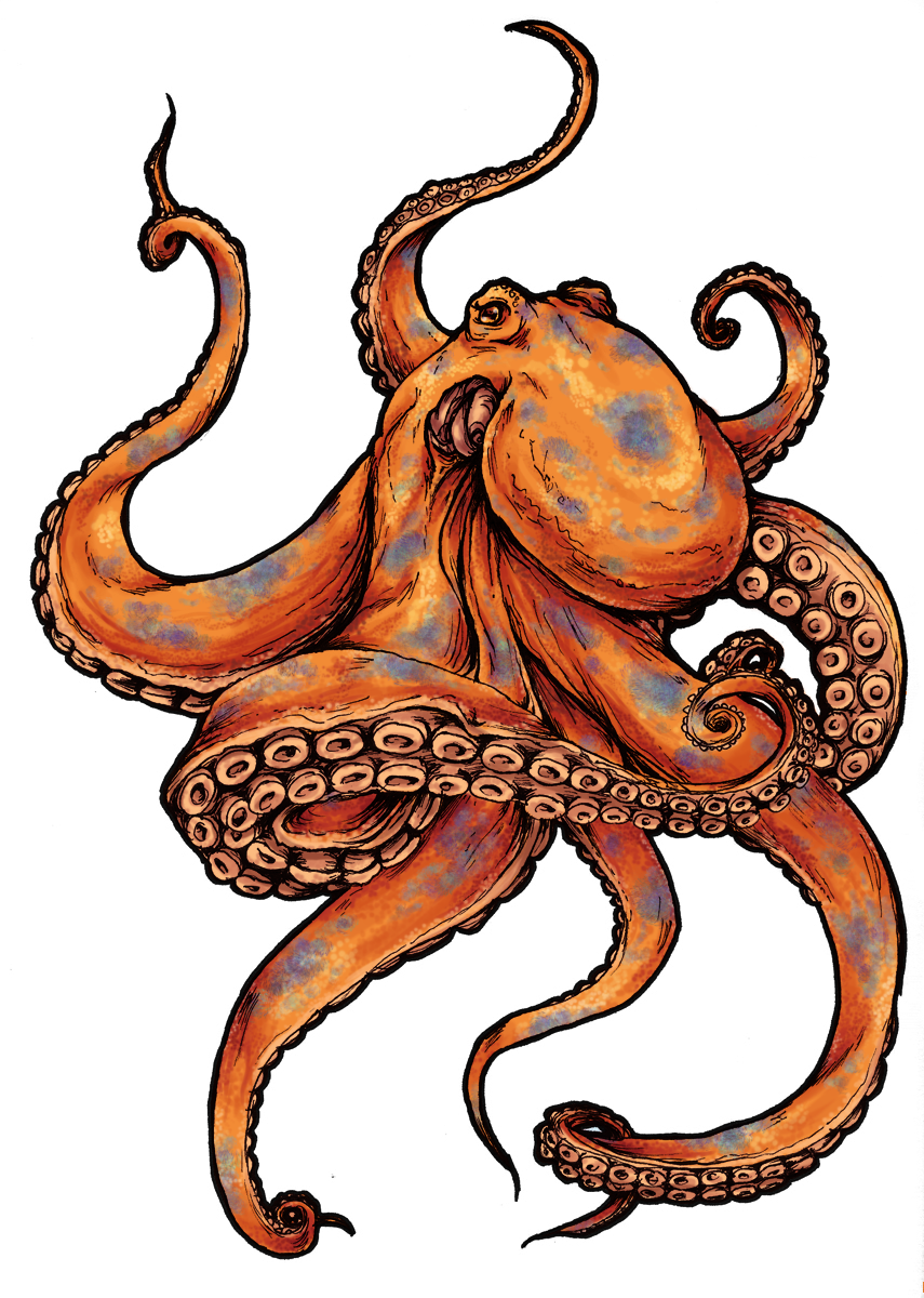 Detail Octopus Download Nomer 55