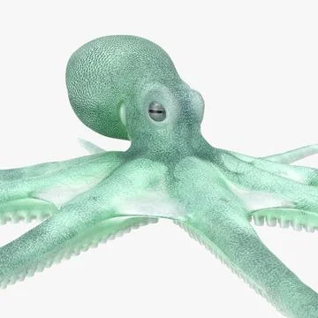 Detail Octopus Download Nomer 56