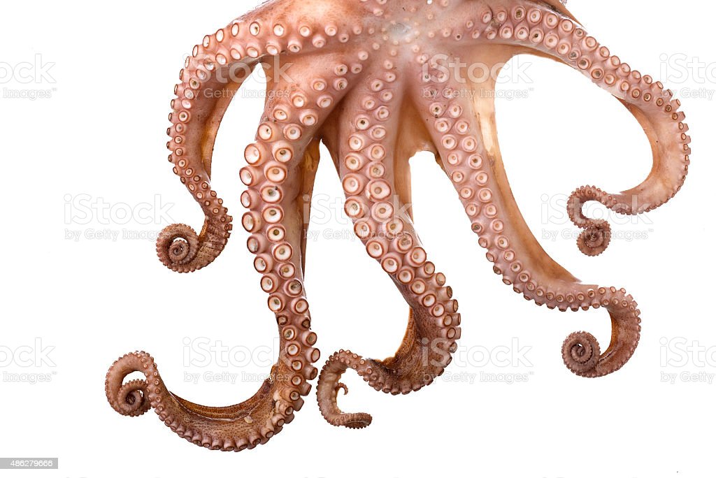 Detail Octopus Downloads Nomer 31