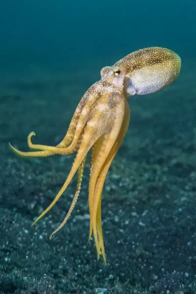 Detail Octopus Image Nomer 52