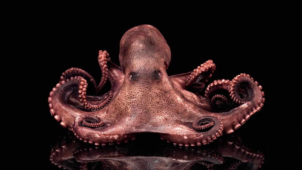 Detail Octopus Images Nomer 33