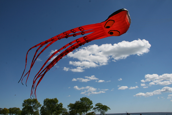 Detail Octopus Kite Amazon Nomer 42