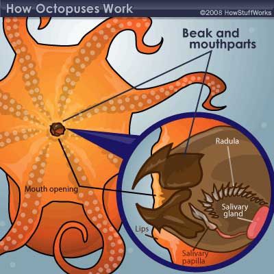 Detail Octopus Mouth Images Nomer 4