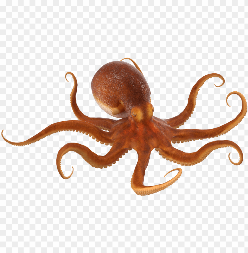 Octopus No Background - KibrisPDR