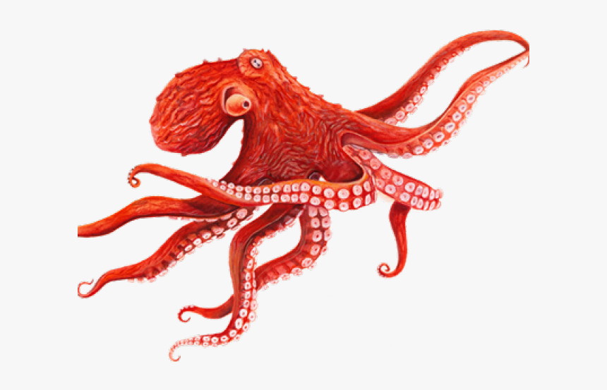 Detail Octopus No Background Nomer 2