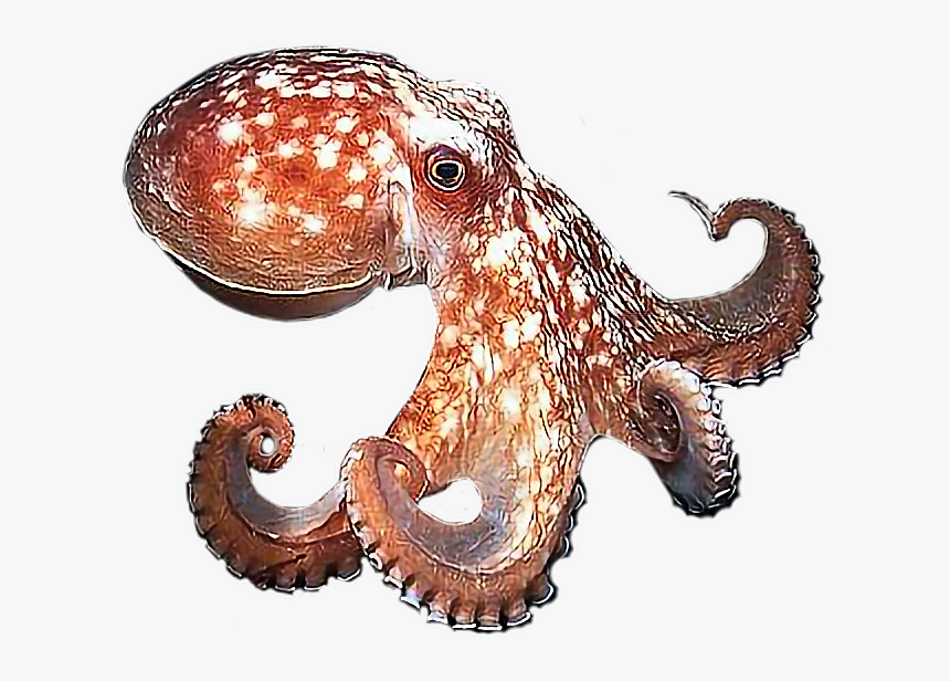 Detail Octopus No Background Nomer 11