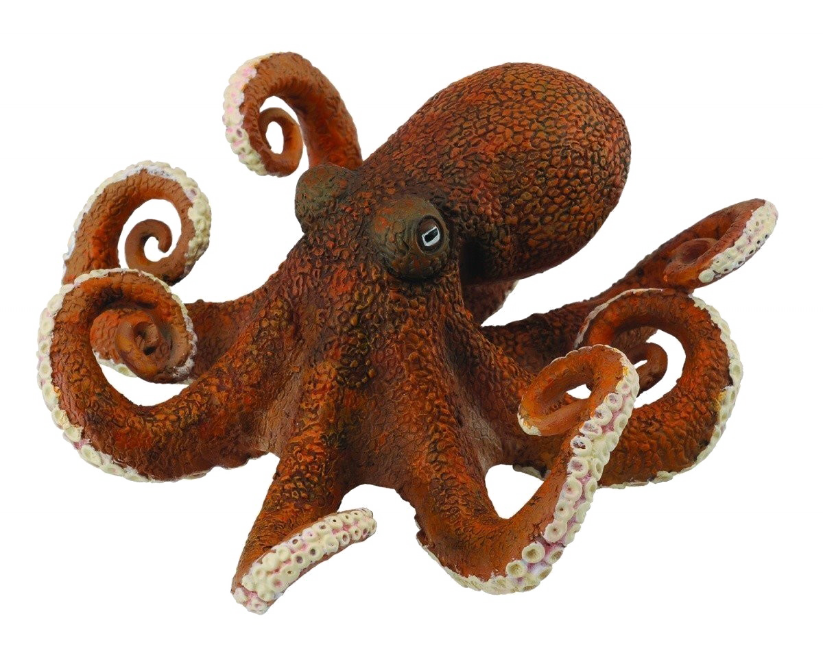 Detail Octopus No Background Nomer 12