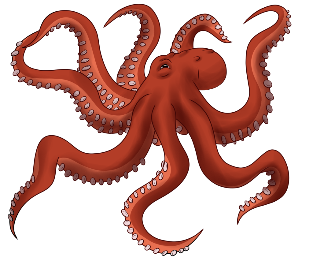 Detail Octopus No Background Nomer 13