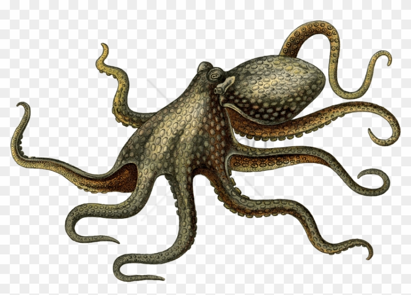 Detail Octopus No Background Nomer 16
