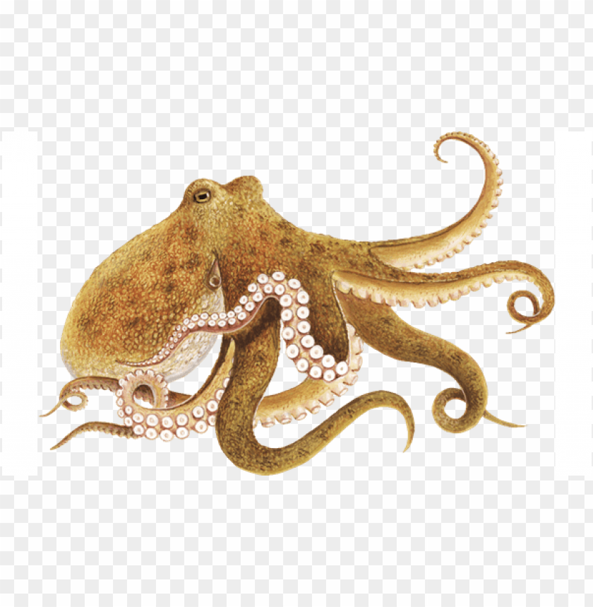 Detail Octopus No Background Nomer 17