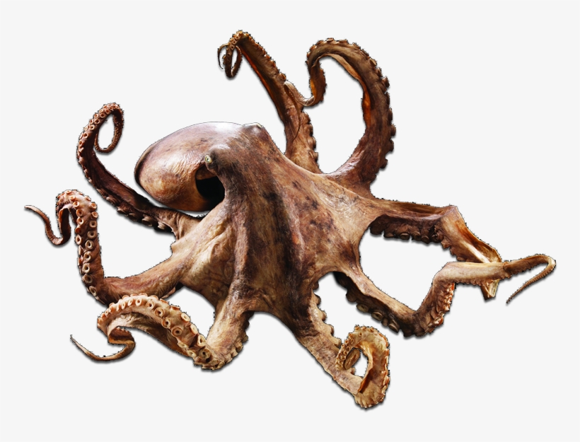 Detail Octopus No Background Nomer 3