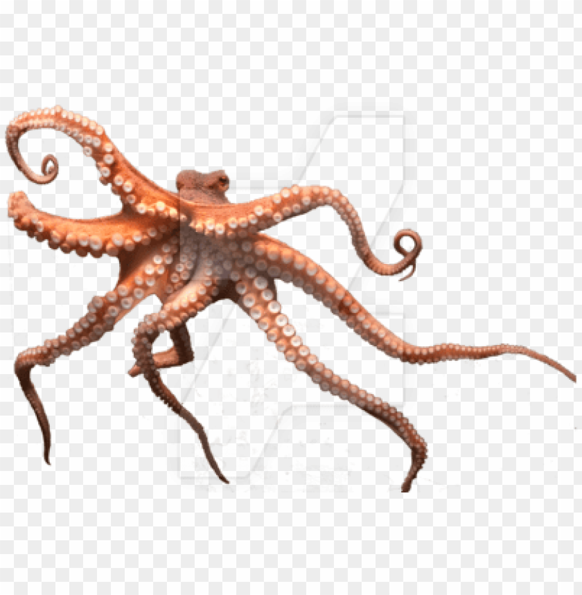 Detail Octopus No Background Nomer 22
