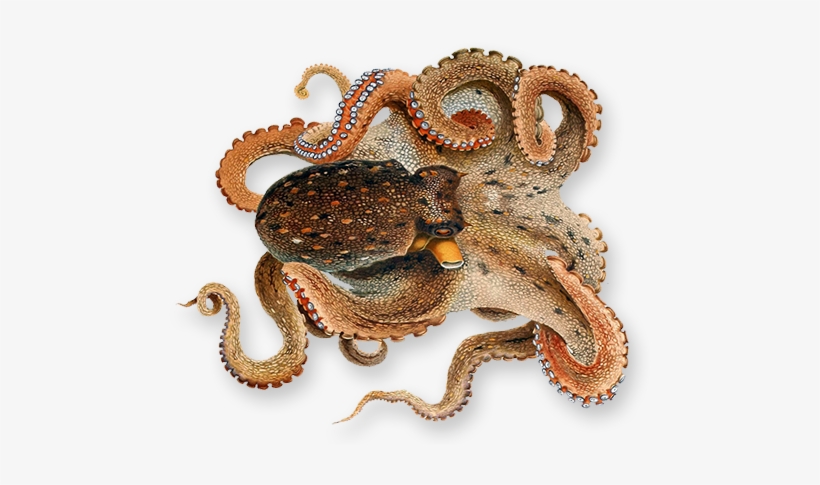 Detail Octopus No Background Nomer 23