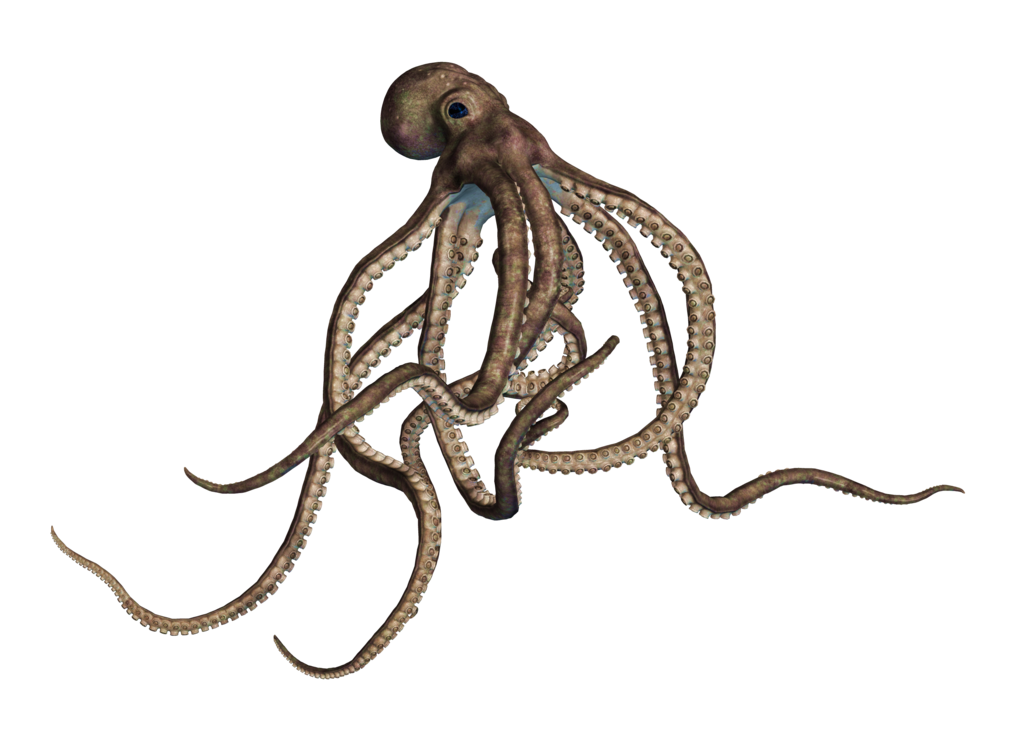 Detail Octopus No Background Nomer 26