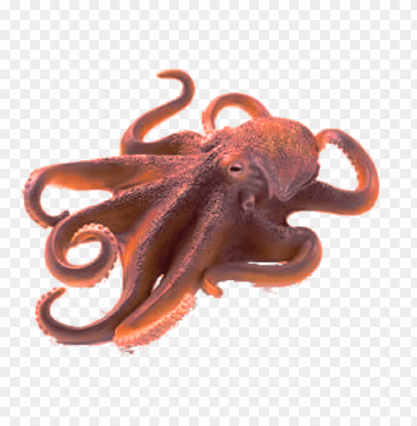 Detail Octopus No Background Nomer 4