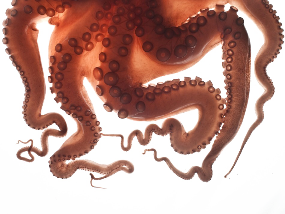 Detail Octopus No Background Nomer 31