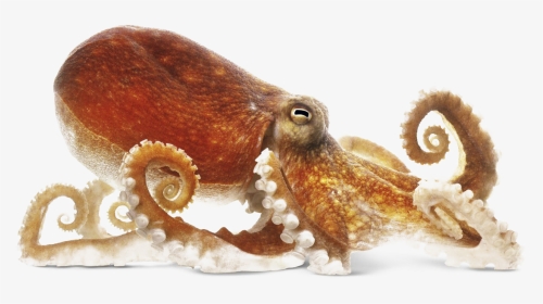 Detail Octopus No Background Nomer 37
