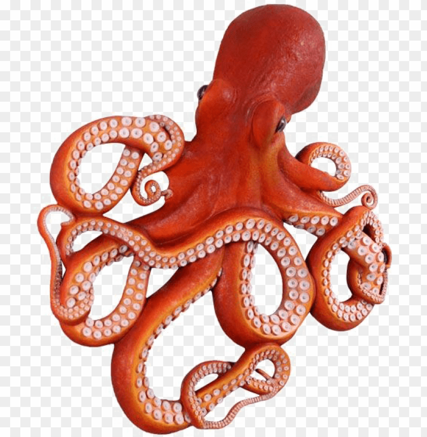 Detail Octopus No Background Nomer 5