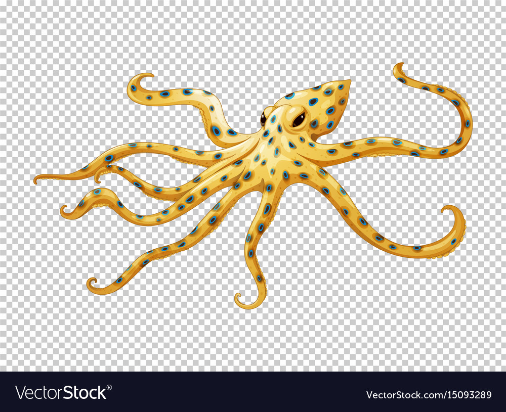 Detail Octopus No Background Nomer 41