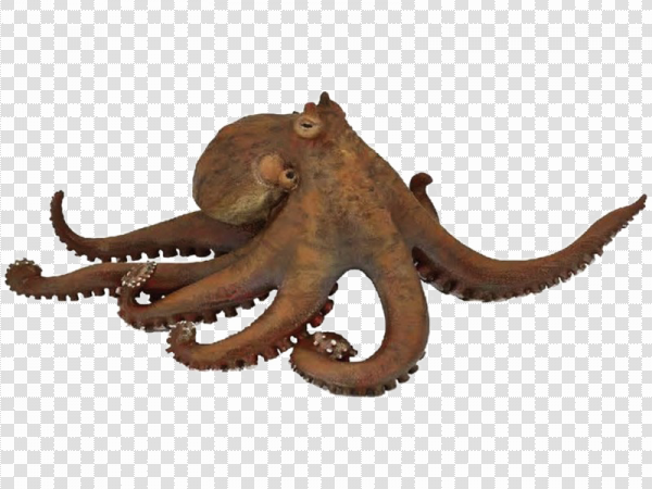 Detail Octopus No Background Nomer 42