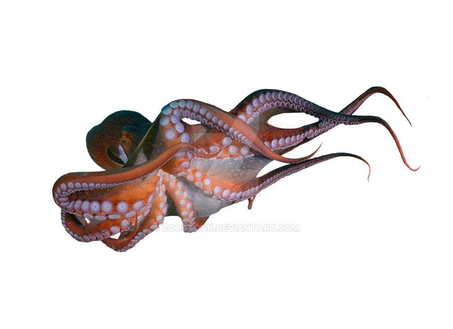 Detail Octopus No Background Nomer 43