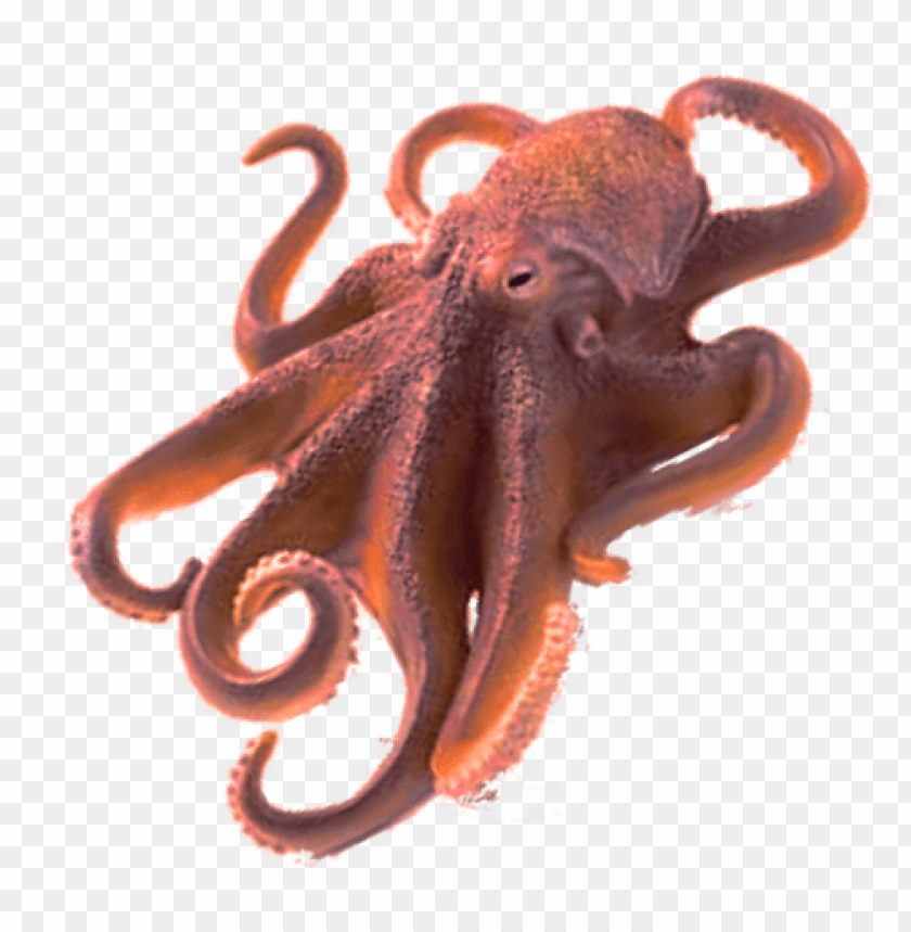Detail Octopus No Background Nomer 6