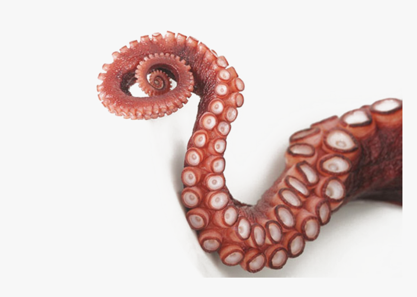 Detail Octopus No Background Nomer 53