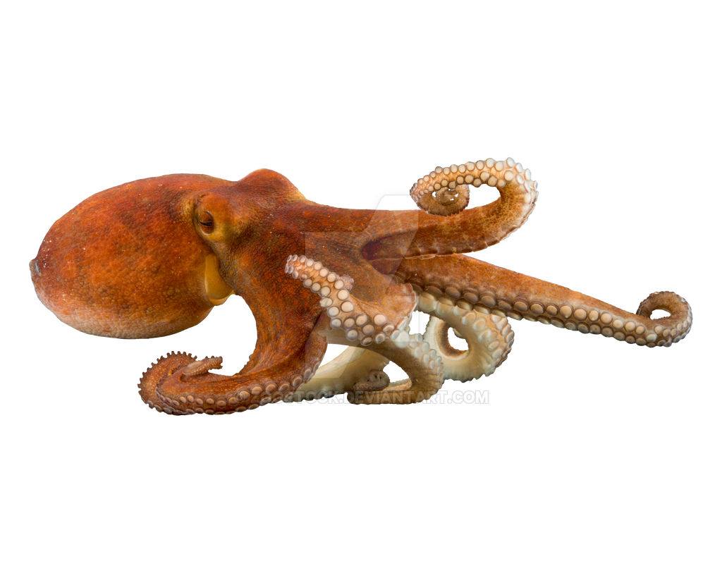 Detail Octopus No Background Nomer 7