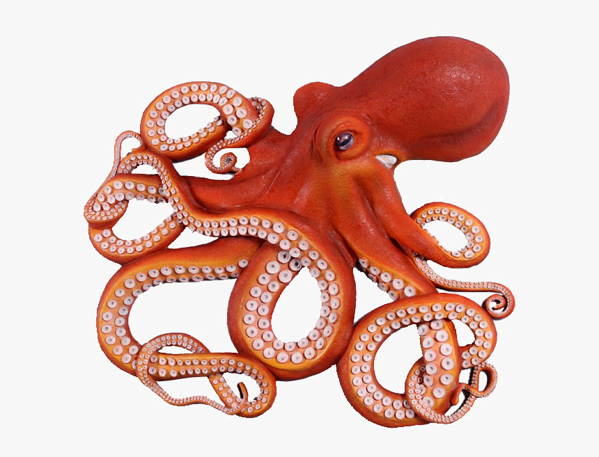 Detail Octopus No Background Nomer 8