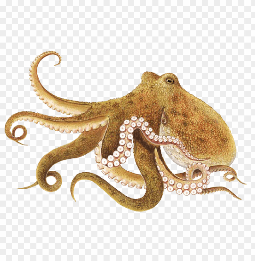 Detail Octopus No Background Nomer 10