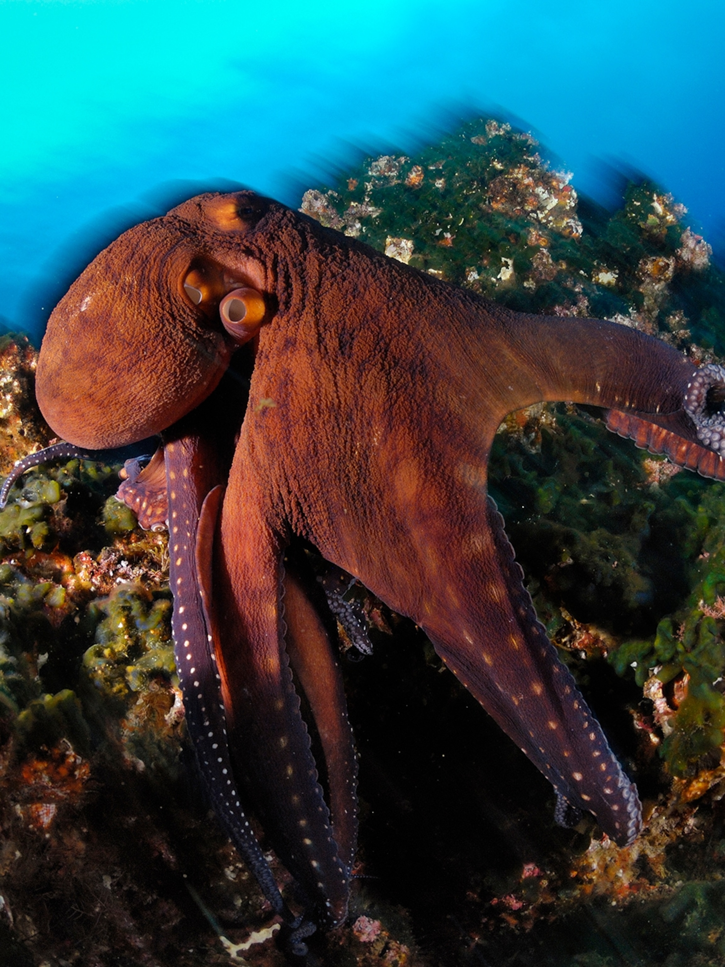 Detail Octopus Pichers Nomer 11
