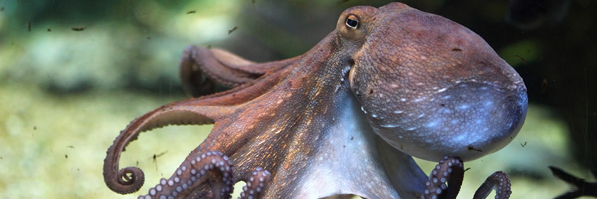 Detail Octopus Pichers Nomer 15
