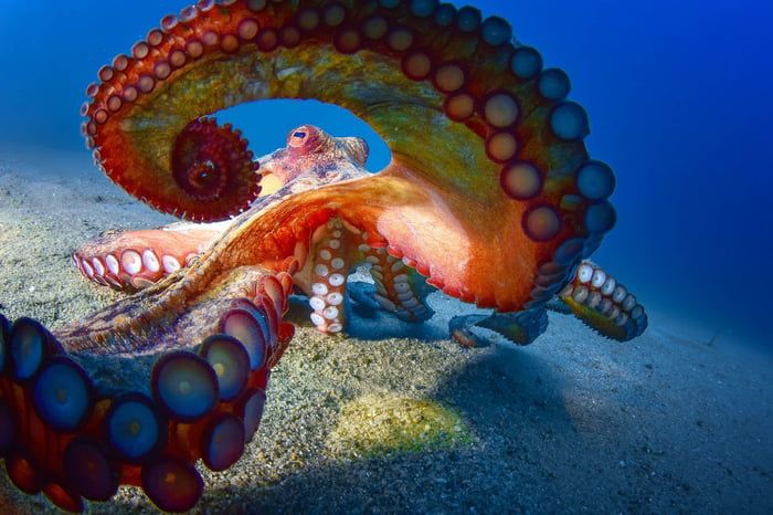 Detail Octopus Pichers Nomer 21
