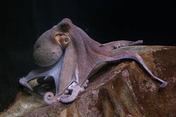 Detail Octopus Pichers Nomer 22