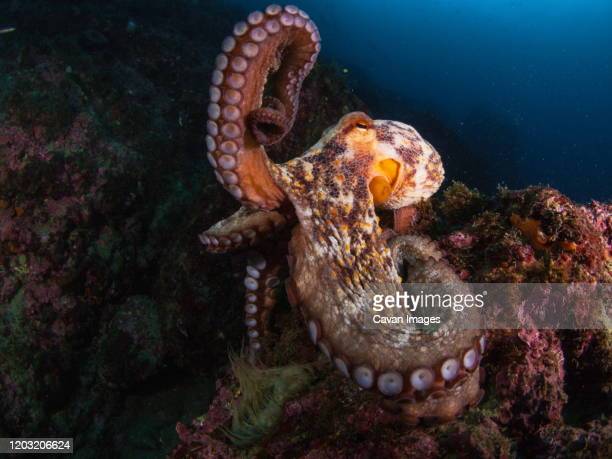Detail Octopus Pichers Nomer 24