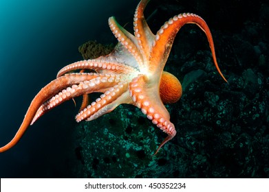 Detail Octopus Pichers Nomer 35