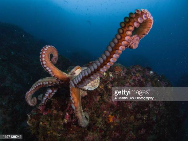Detail Octopus Pichers Nomer 39