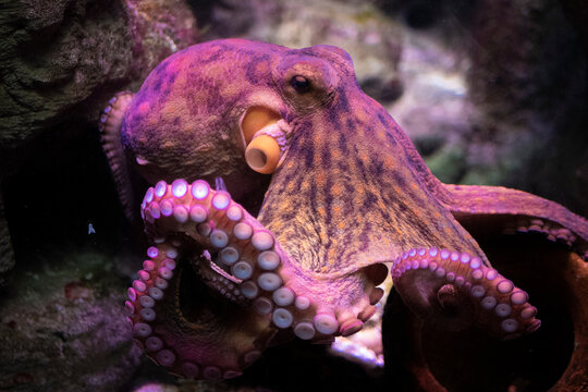 Detail Octopus Pichers Nomer 45