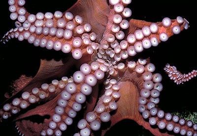 Detail Octopus Pichers Nomer 54