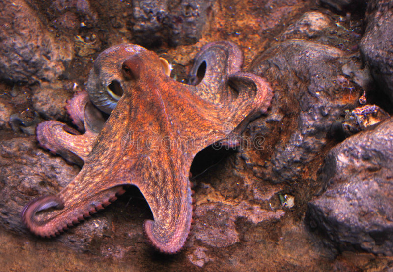 Detail Octopus Pichers Nomer 55