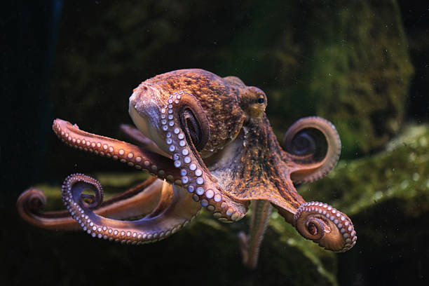 Detail Octopus Pichers Nomer 9