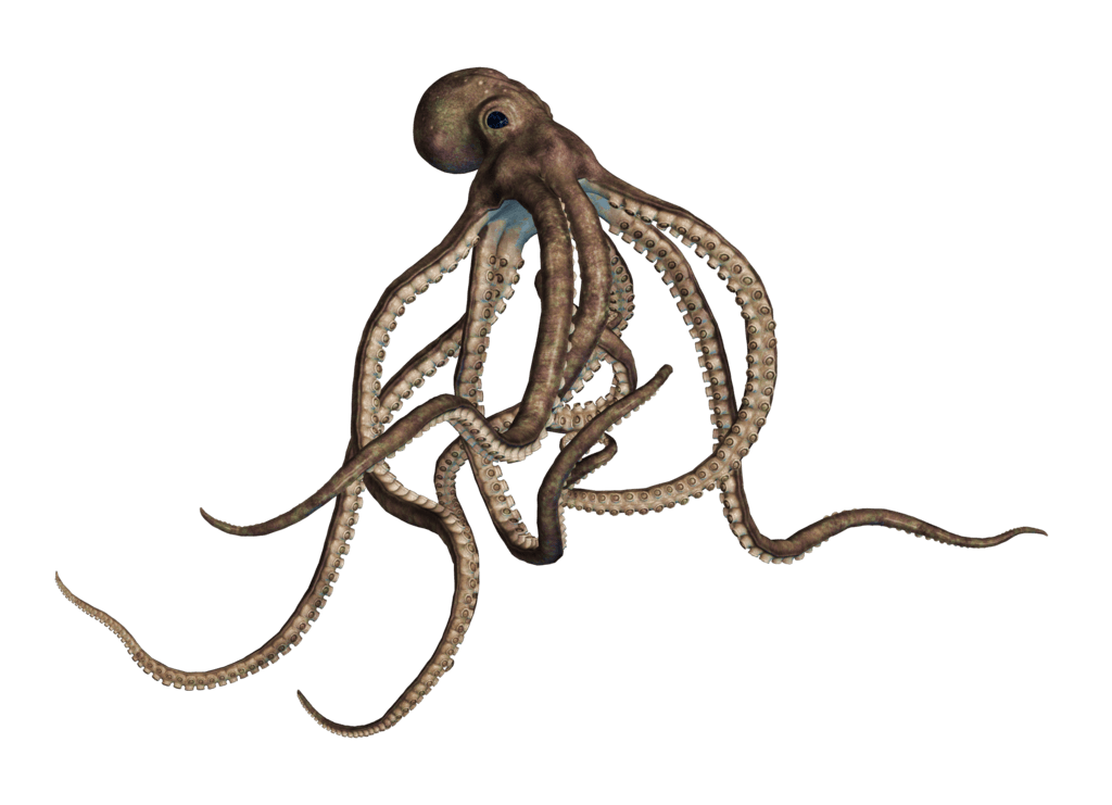 Detail Octopus Png Transparent Nomer 24