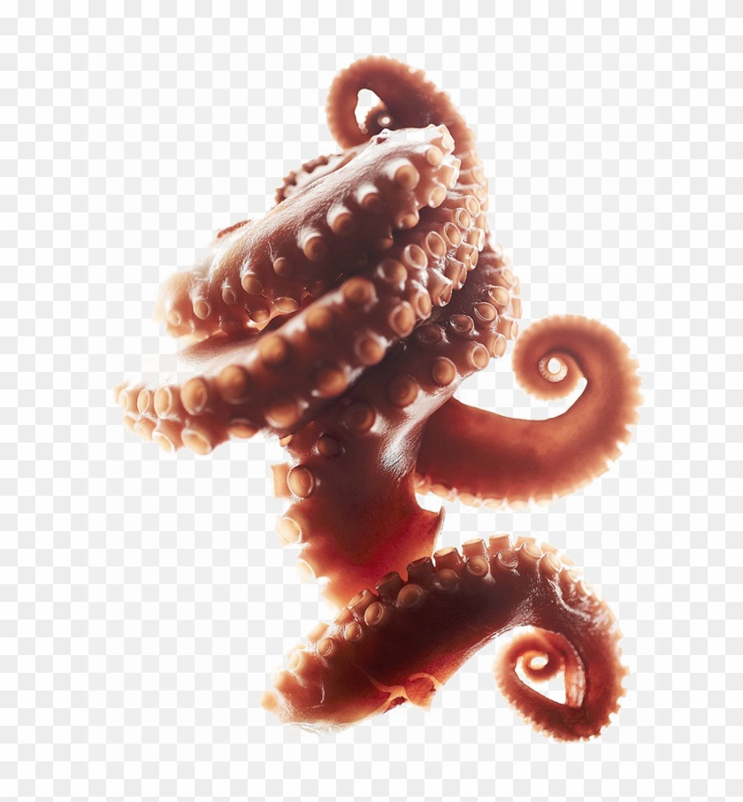 Detail Octopus Png Transparent Nomer 57