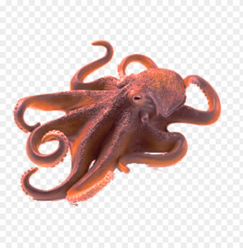 Detail Octopus Png Transparent Nomer 10