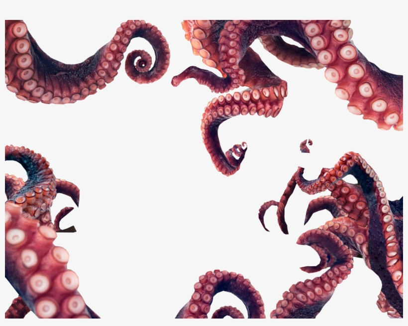 Detail Octopus Tentacles Png Nomer 16