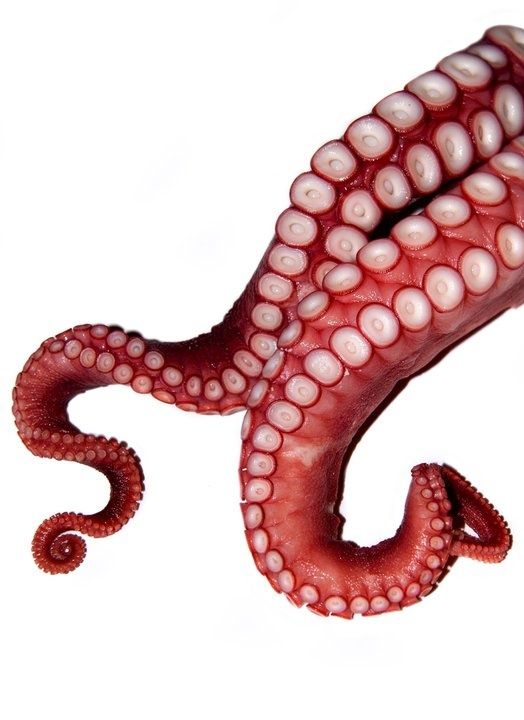 Detail Octopus Tentacles Png Nomer 17