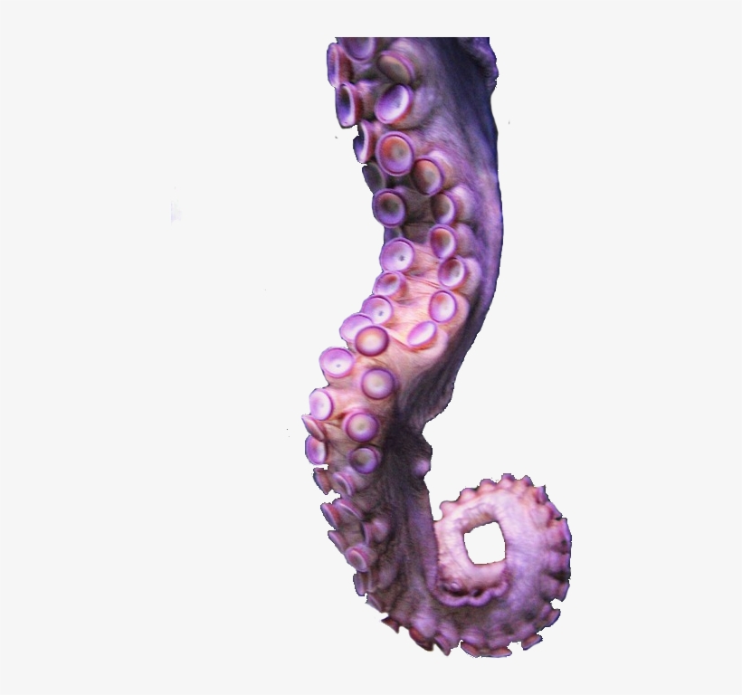 Detail Octopus Tentacles Png Nomer 21